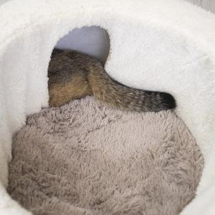 Лежанка с тоннелем круглая D59*h21см (МДФ, джут, мех искусственный) ангора Лежанка с тоннелем круглая D59*h21см (МДФ, джут, мех искусственный) ангора