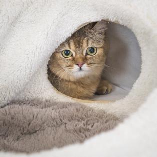 Лежанка с тоннелем круглая D59*h21см (МДФ, джут, мех искусственный) ангора Лежанка с тоннелем круглая D59*h21см (МДФ, джут, мех искусственный) ангора