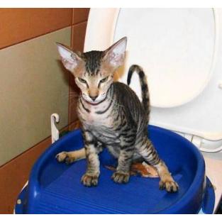 Туалет для кошек приучающий (на унитаз), поддон 33*28см